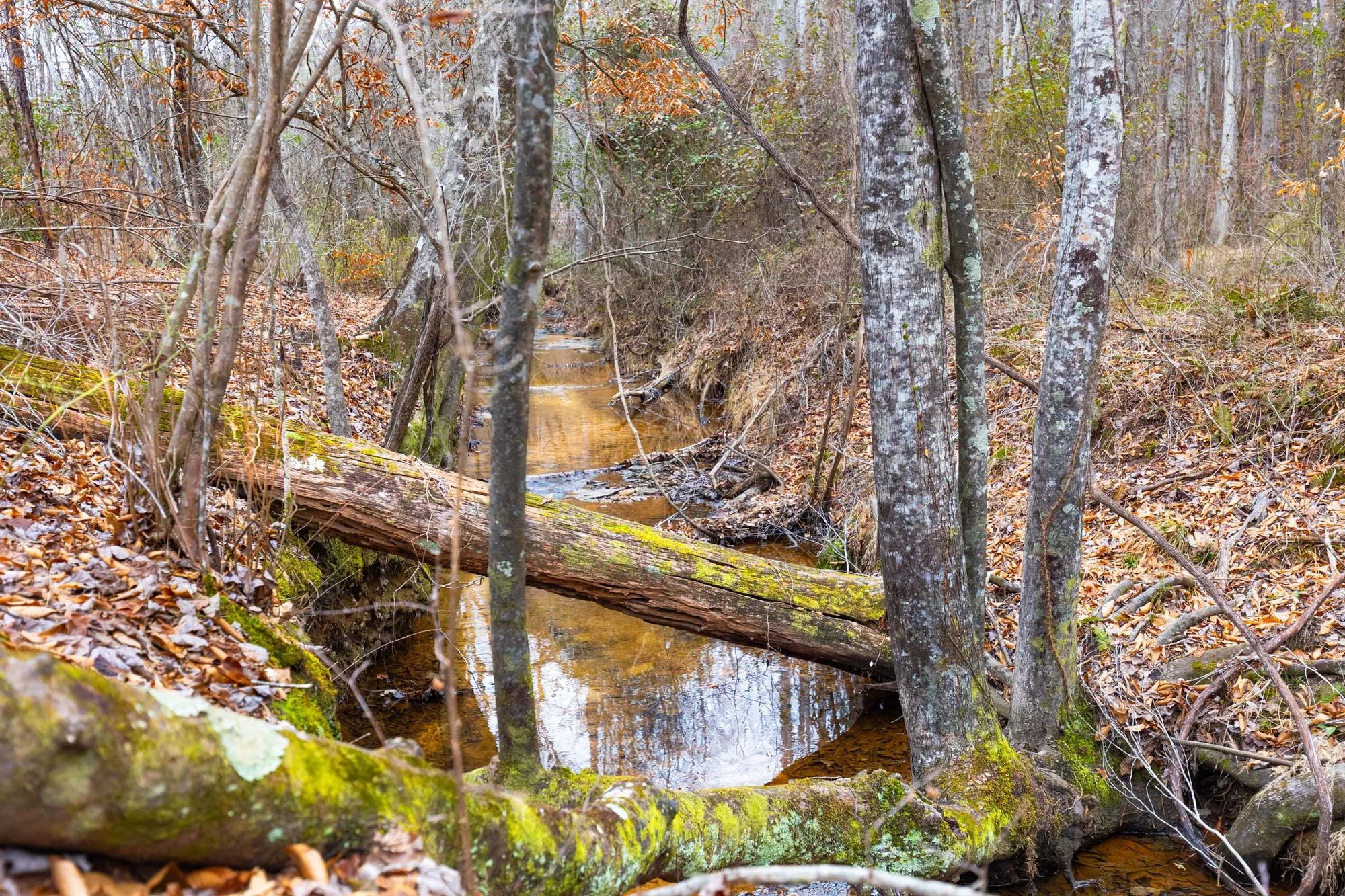 Baker Creek photo 3