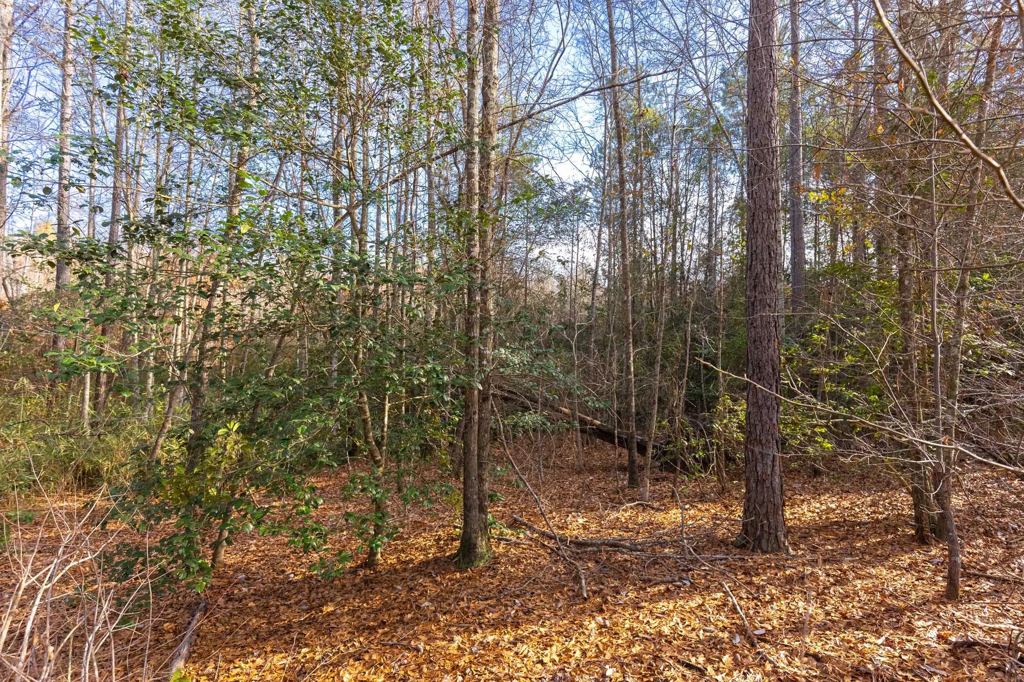 Baker Creek photo 5
