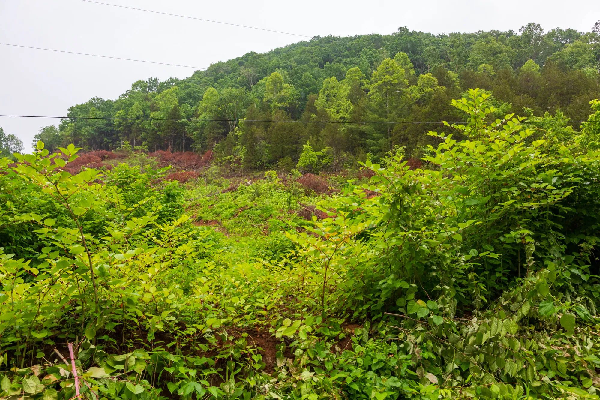 Bluffview photo 2