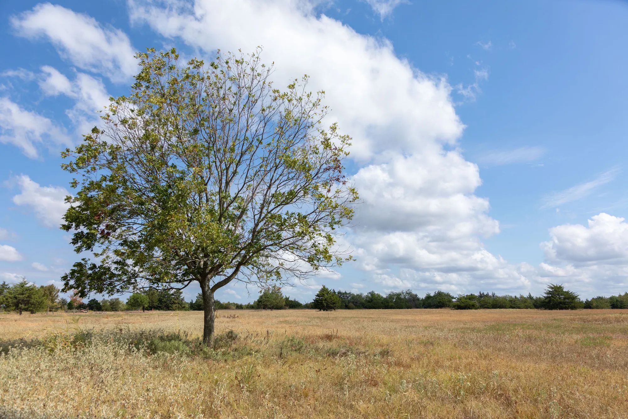 Wildflower Reserve photo 4