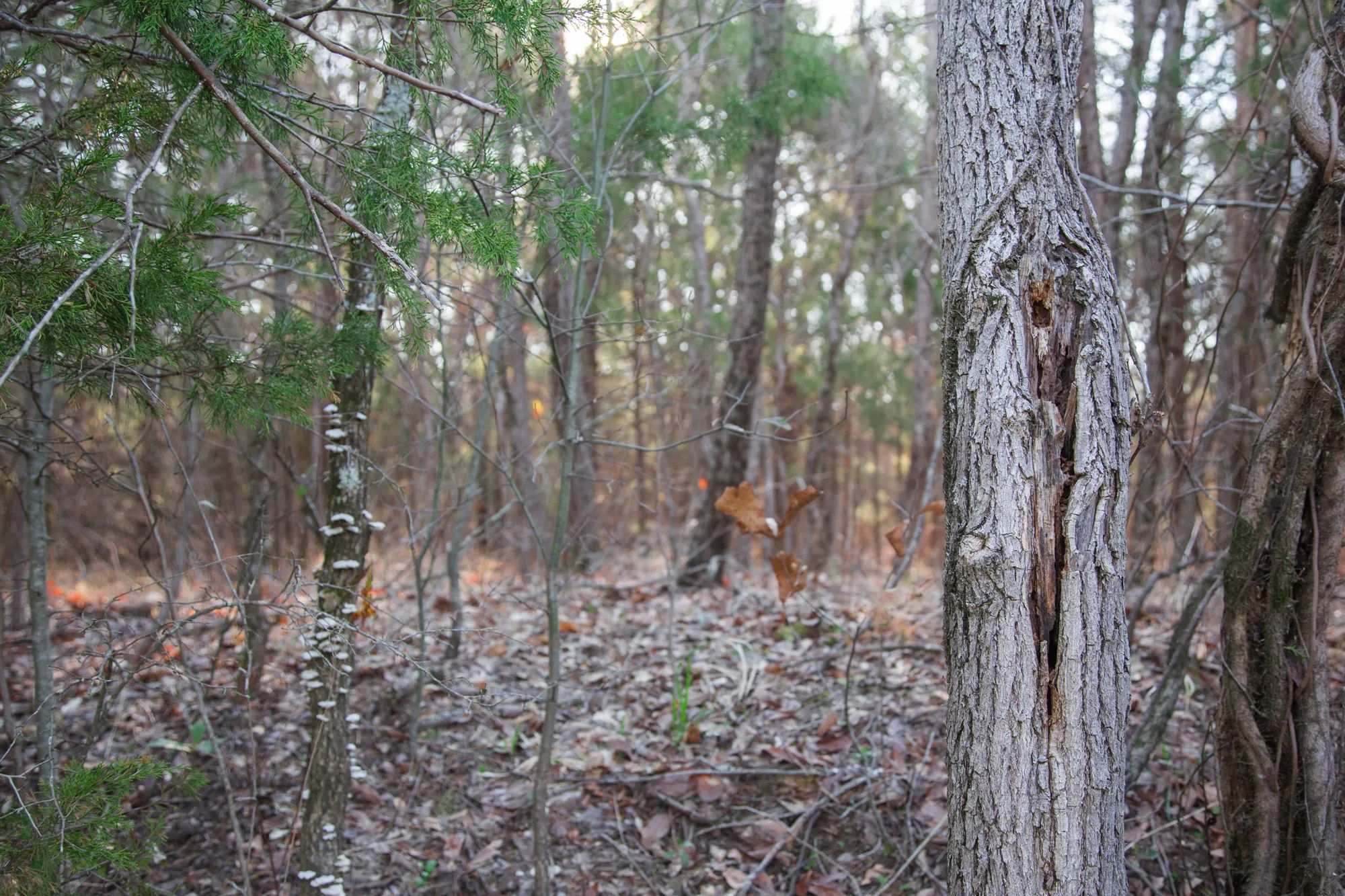 Eufaula Cove photo 3
