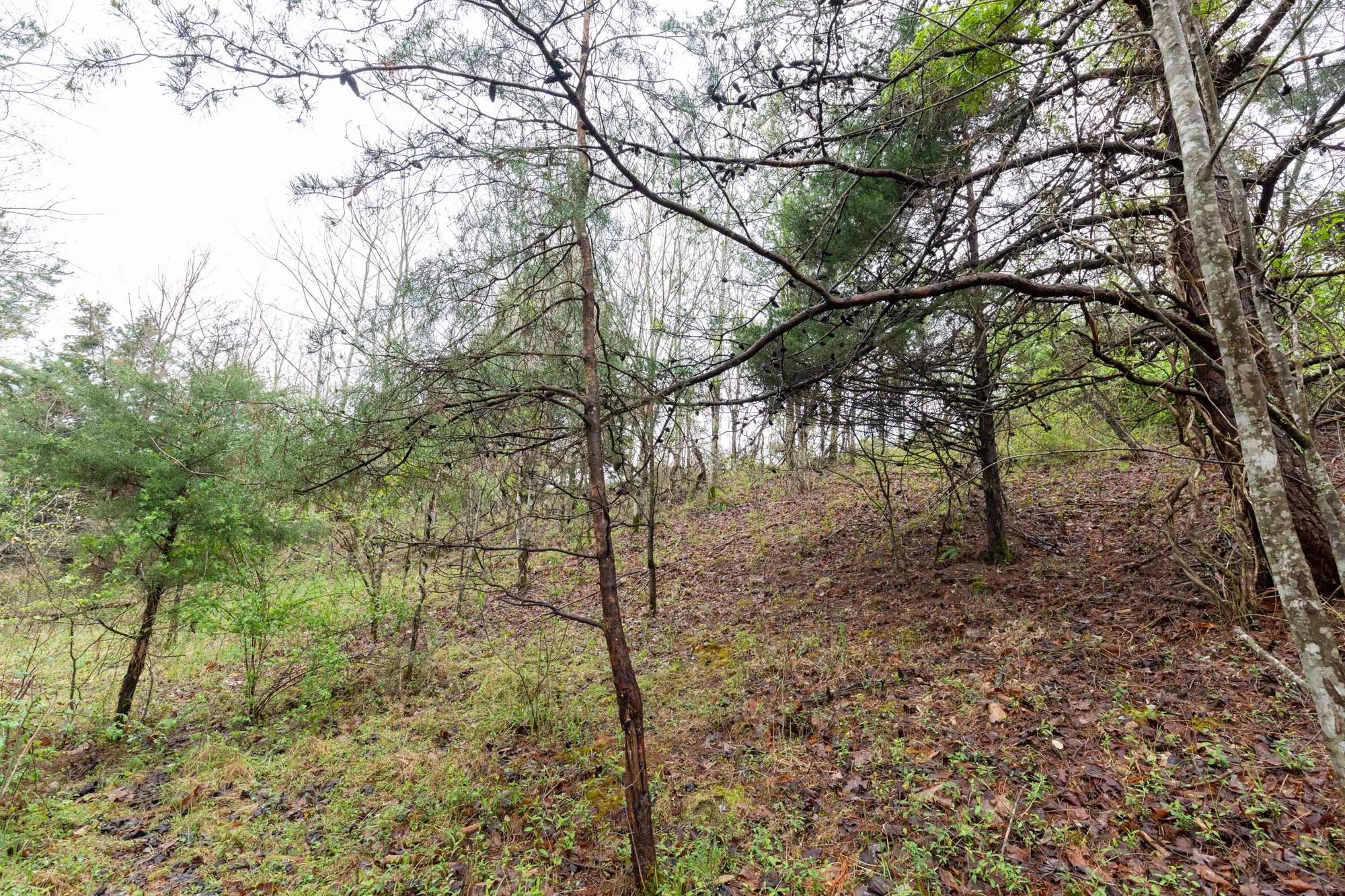 Woodland Heights photo 5