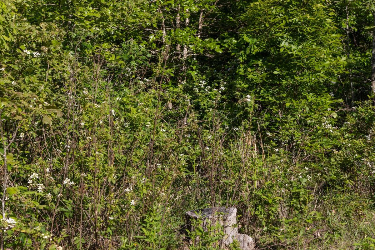 Sleepy Hollow Phase II Tract 60 - Image 3