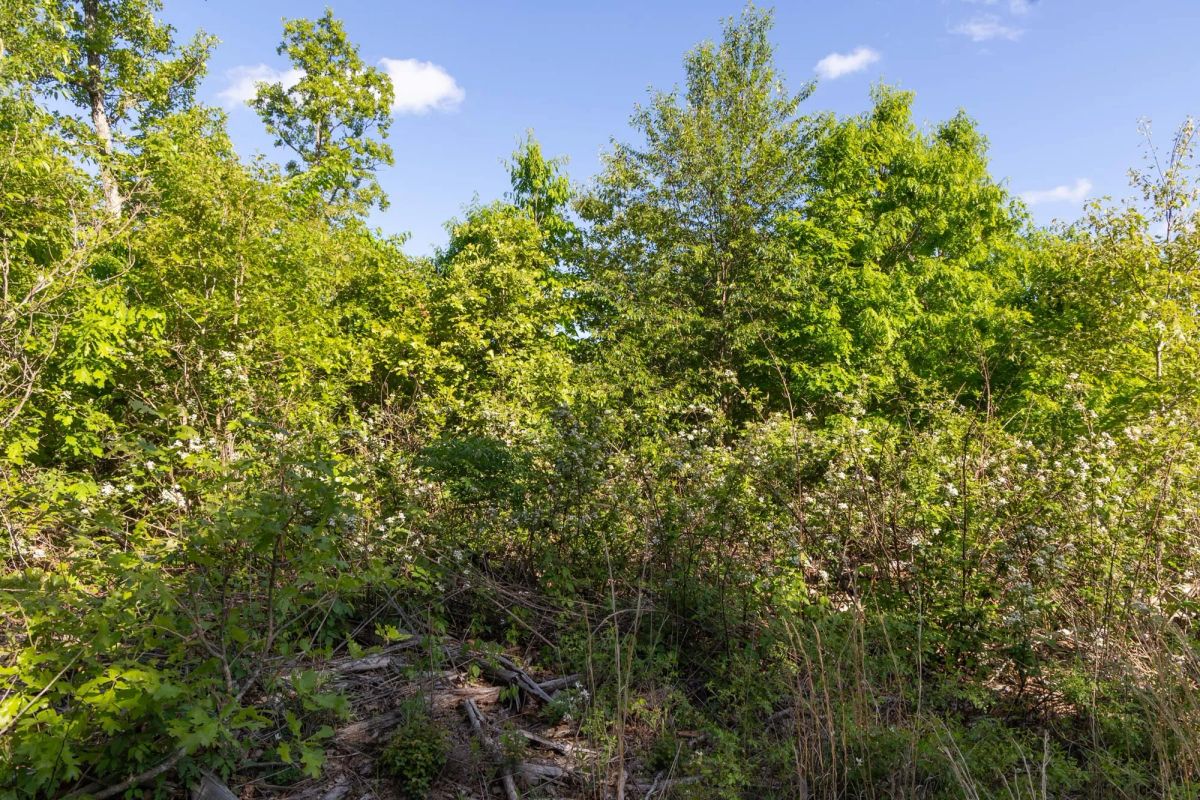 Decorative background for Sleepy Hollow Phase II Tract 60 image 5
