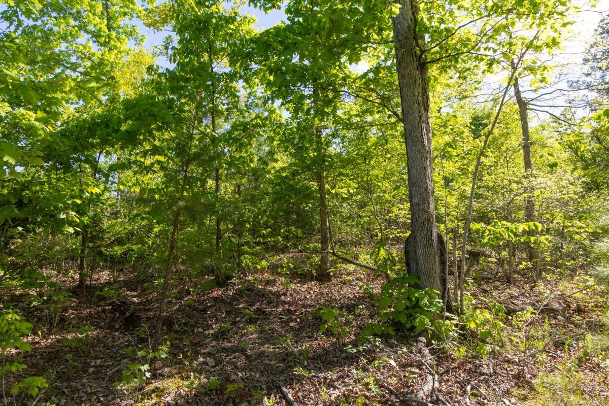 Decorative background for Sleepy Hollow Phase II Tract 60 image 9