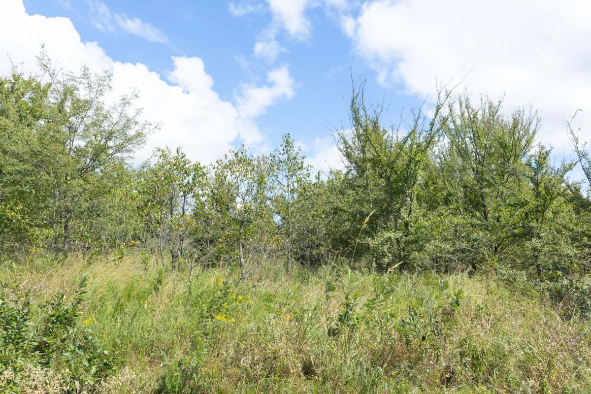 Decorative background for Reserves At Cattail Cove Phase II Tract 105 image 5