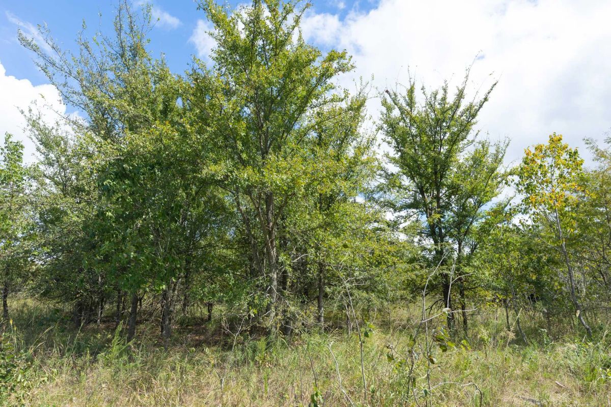 Decorative background for Reserves At Cattail Cove Phase II Tract 105 image 6