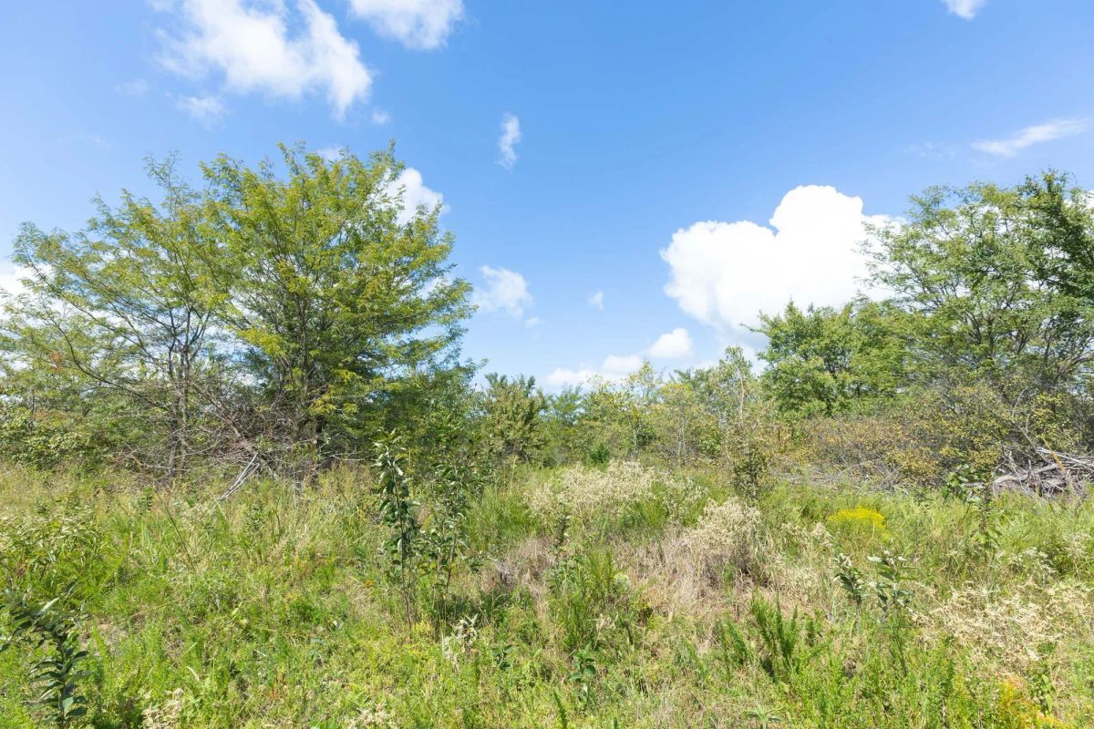 Decorative background for Reserves At Cattail Cove Phase II Tract 105 image 8