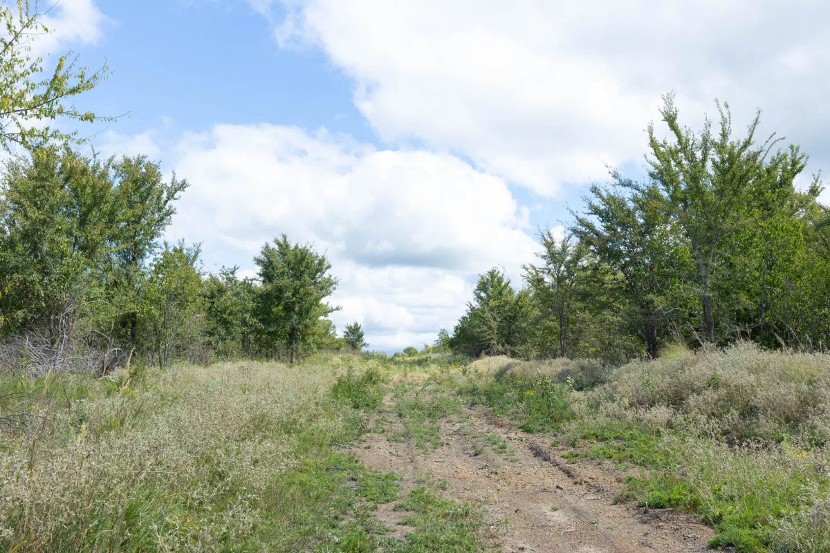 Decorative background for Reserves At Cattail Cove Phase II Tract 105 image 11