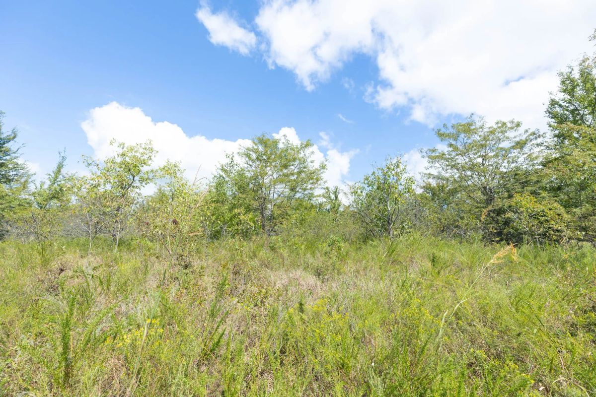 Decorative background for Reserves At Cattail Cove Phase II Tract 105 image 13