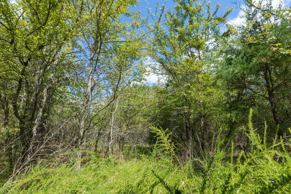 Decorative background for Reserves At Cattail Cove Phase II Tract 98 image 6