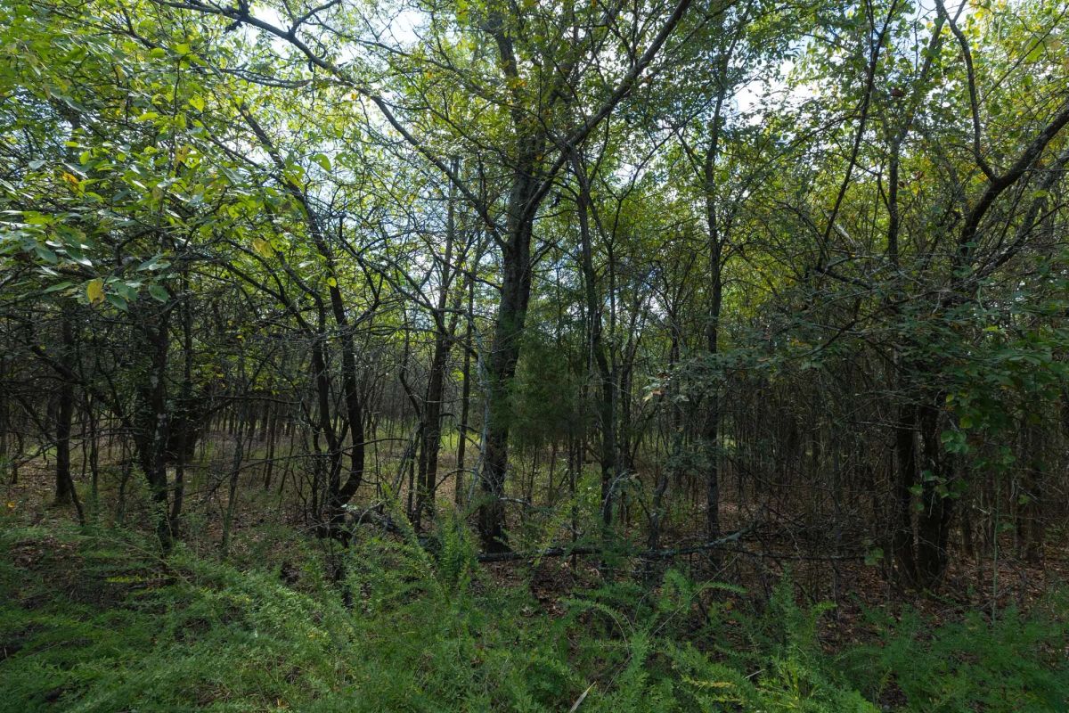 Decorative background for Reserves At Cattail Cove Phase II Tract 98 image 7