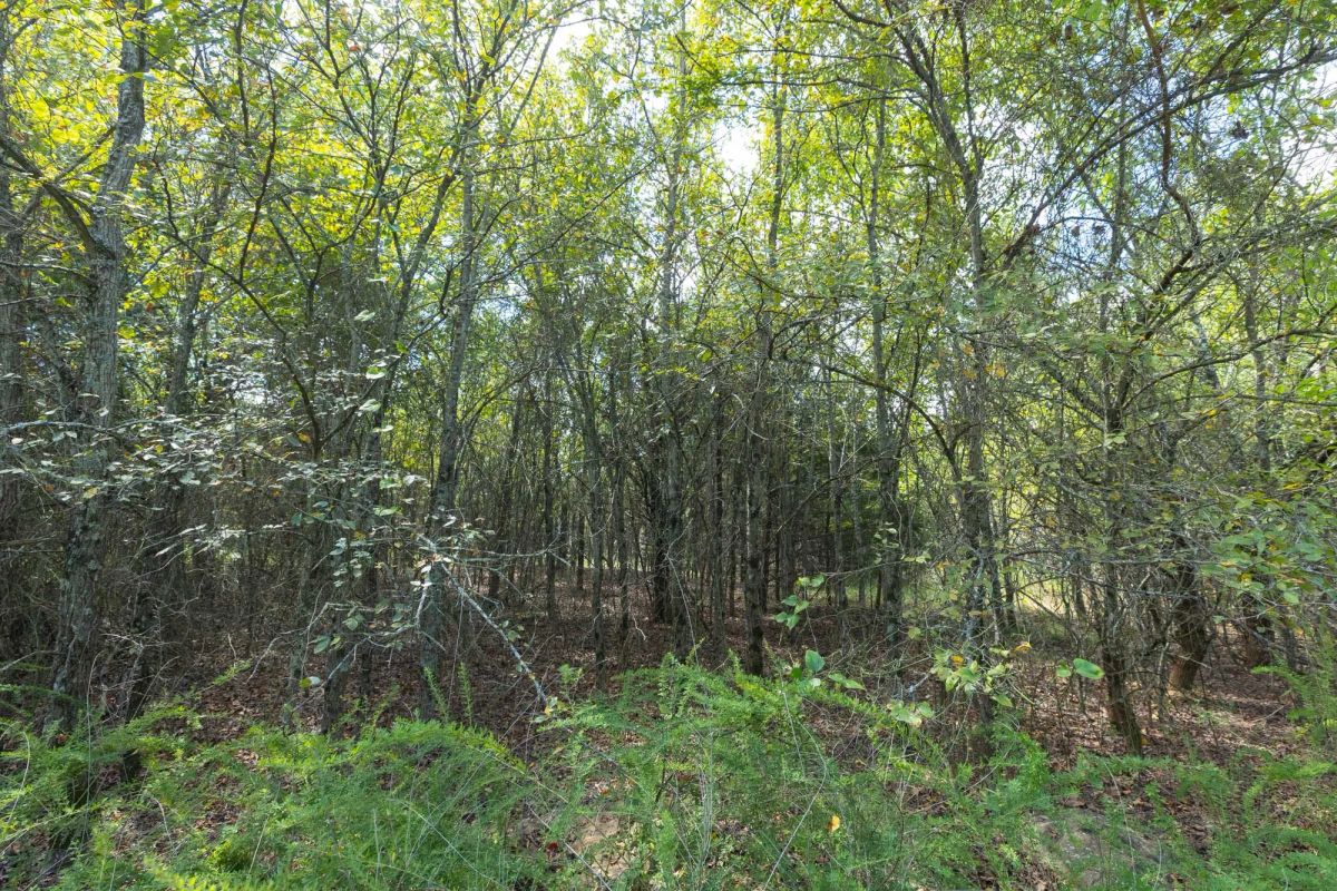 Decorative background for Reserves At Cattail Cove Phase II Tract 98 image 8