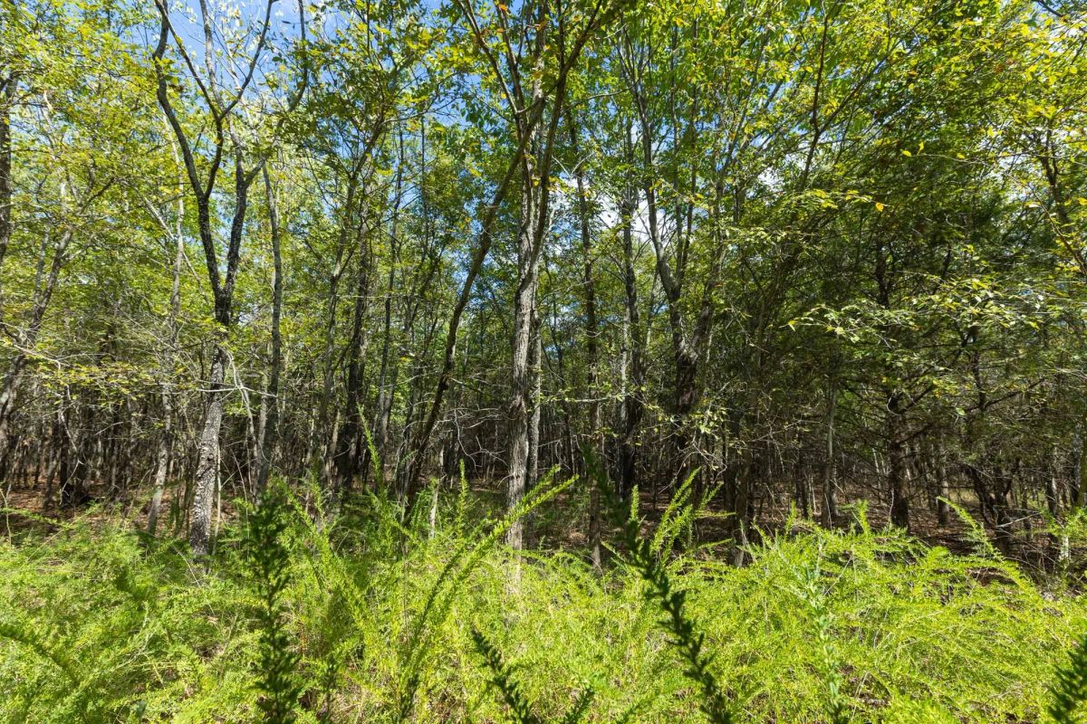 Decorative background for Reserves At Cattail Cove Phase II Tract 98 image 9