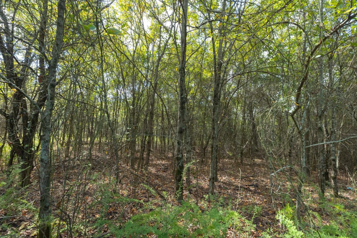 Decorative background for Reserves At Cattail Cove Phase II Tract 98 image 10