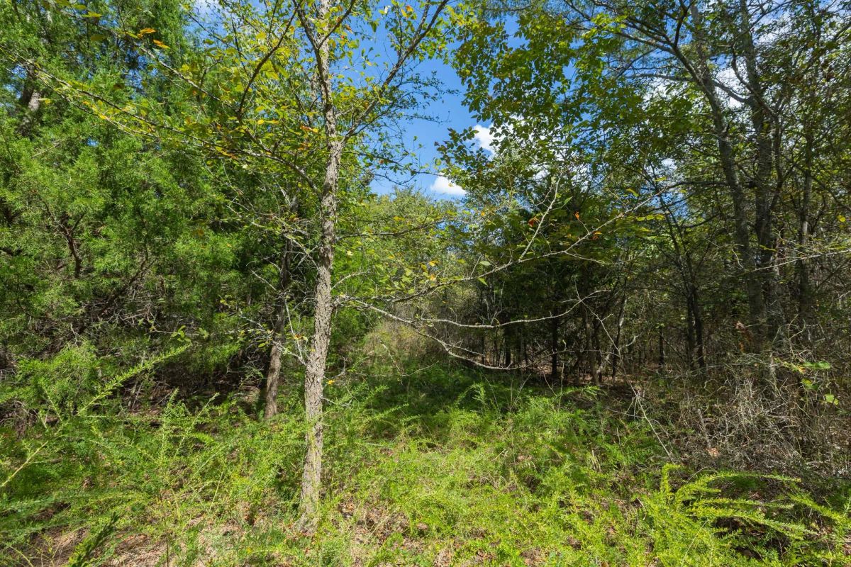 Decorative background for Reserves At Cattail Cove Phase II Tract 98 image 11