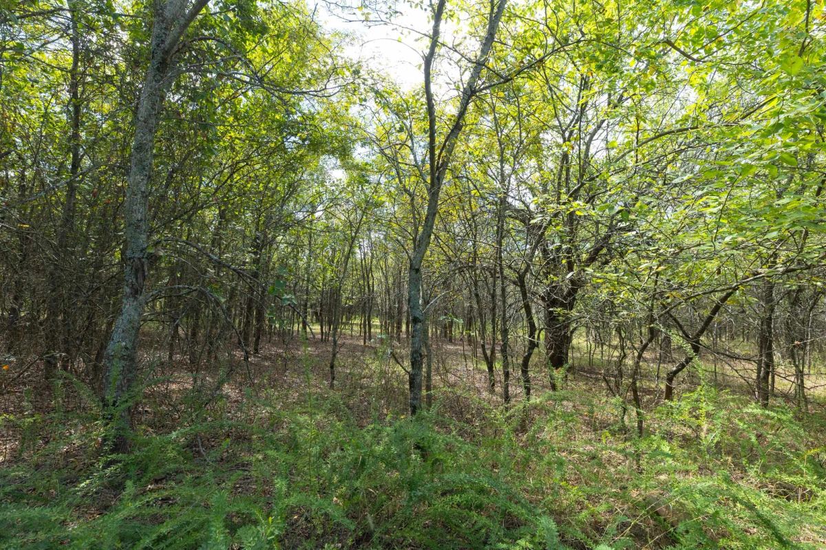 Decorative background for Reserves At Cattail Cove Phase II Tract 98 image 12