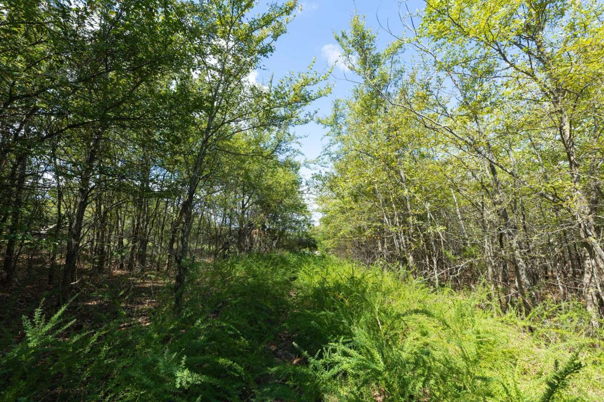 Decorative background for Reserves At Cattail Cove Phase II Tract 98 image 14