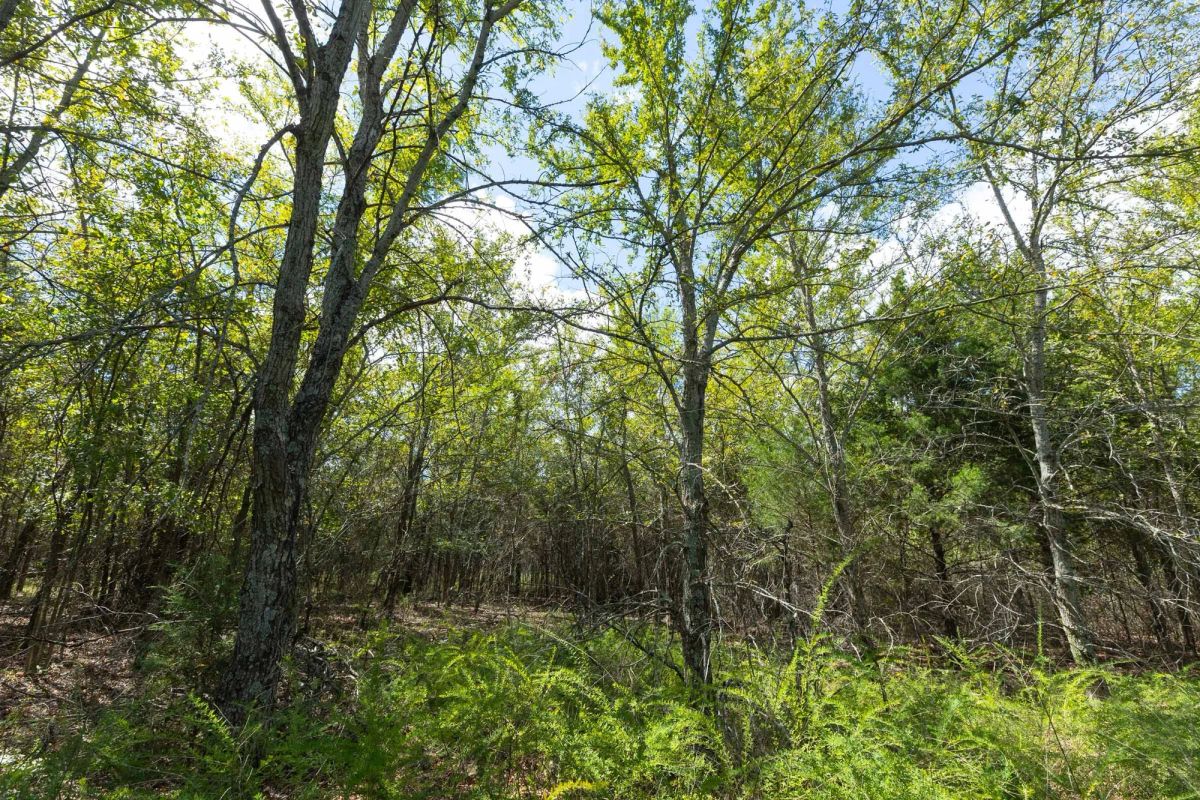 Decorative background for Reserves At Cattail Cove Phase II Tract 98 image 15