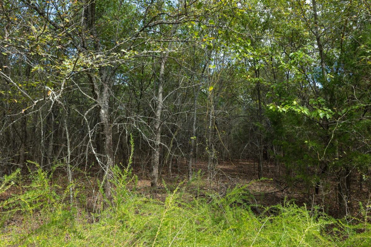 Decorative background for Reserves At Cattail Cove Phase II Tract 98 image 17