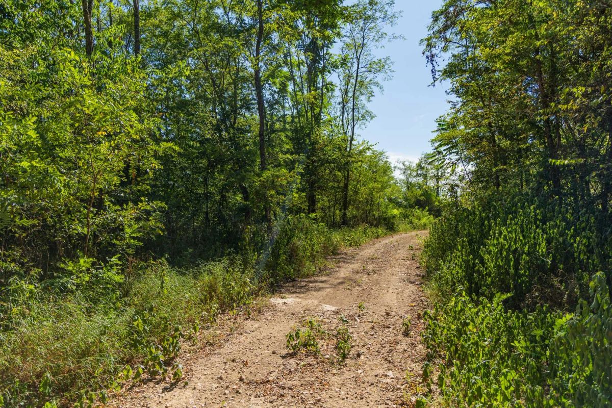 Big White Oak Tract 112 - Image 2