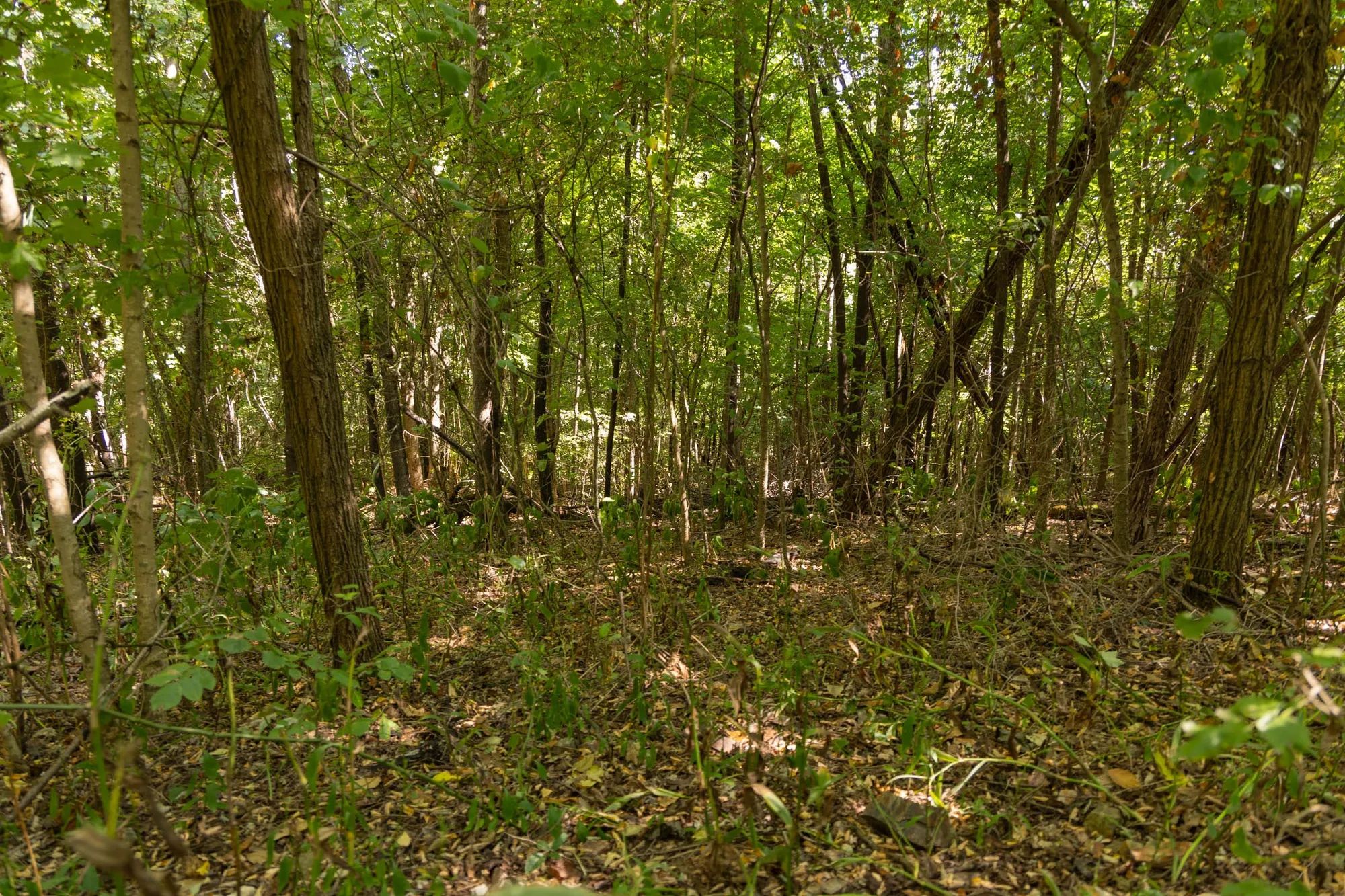 Big White Oak Tract 112 in Perry County, TN