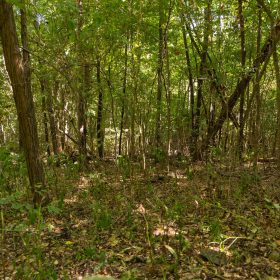 Big White Oak Tract 112 in Perry County, TN
