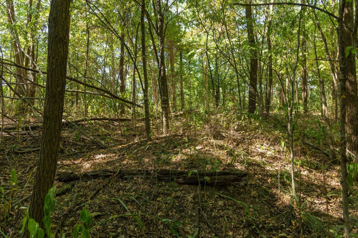 Decorative background for Big White Oak Tract 112 image 5