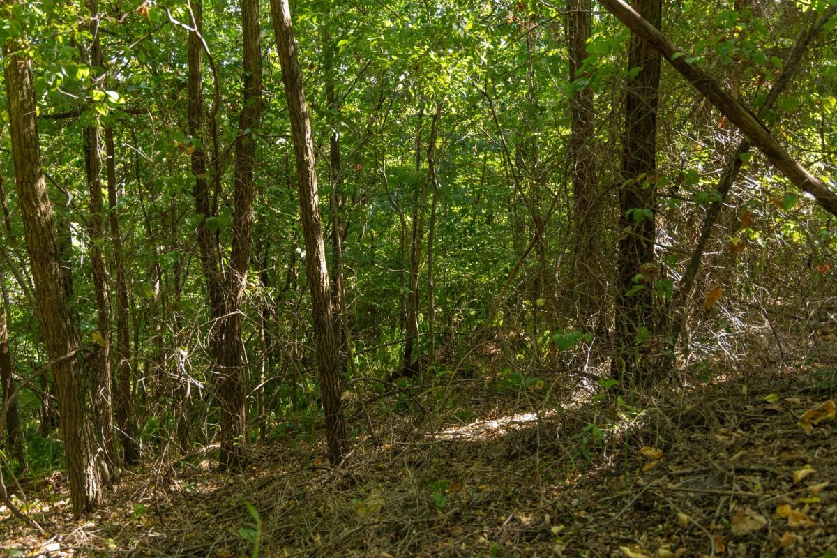 Decorative background for Big White Oak Tract 112 image 6