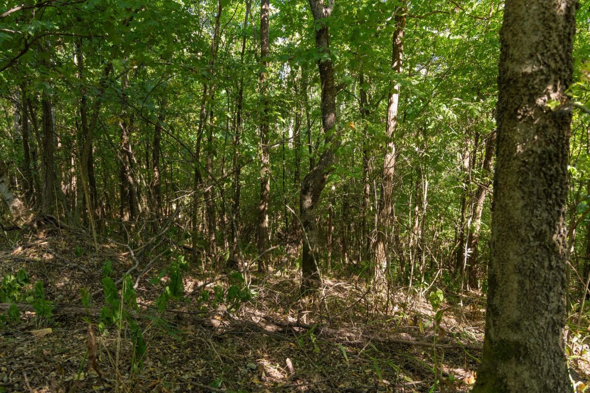 Decorative background for Big White Oak Tract 112 image 7