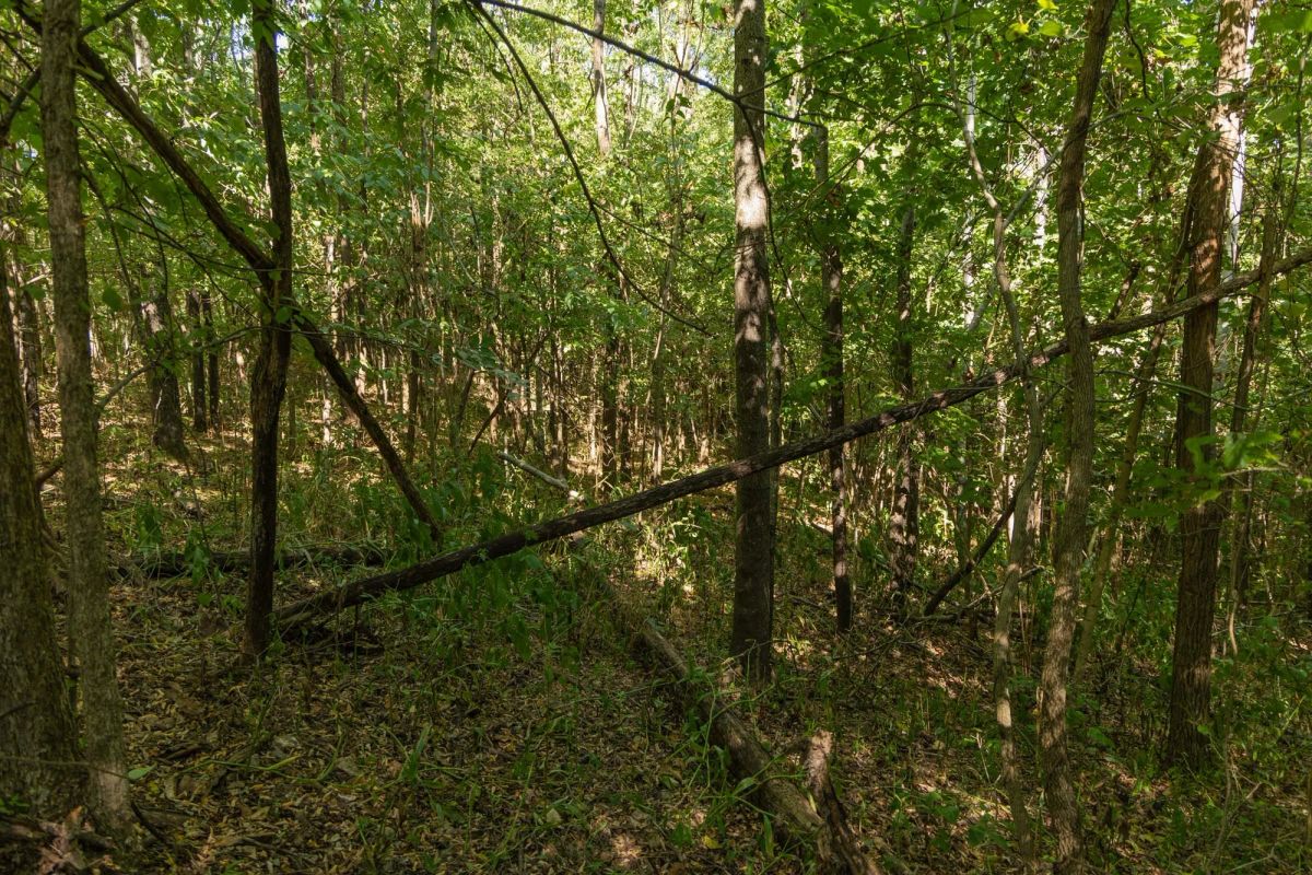 Decorative background for Big White Oak Tract 112 image 8