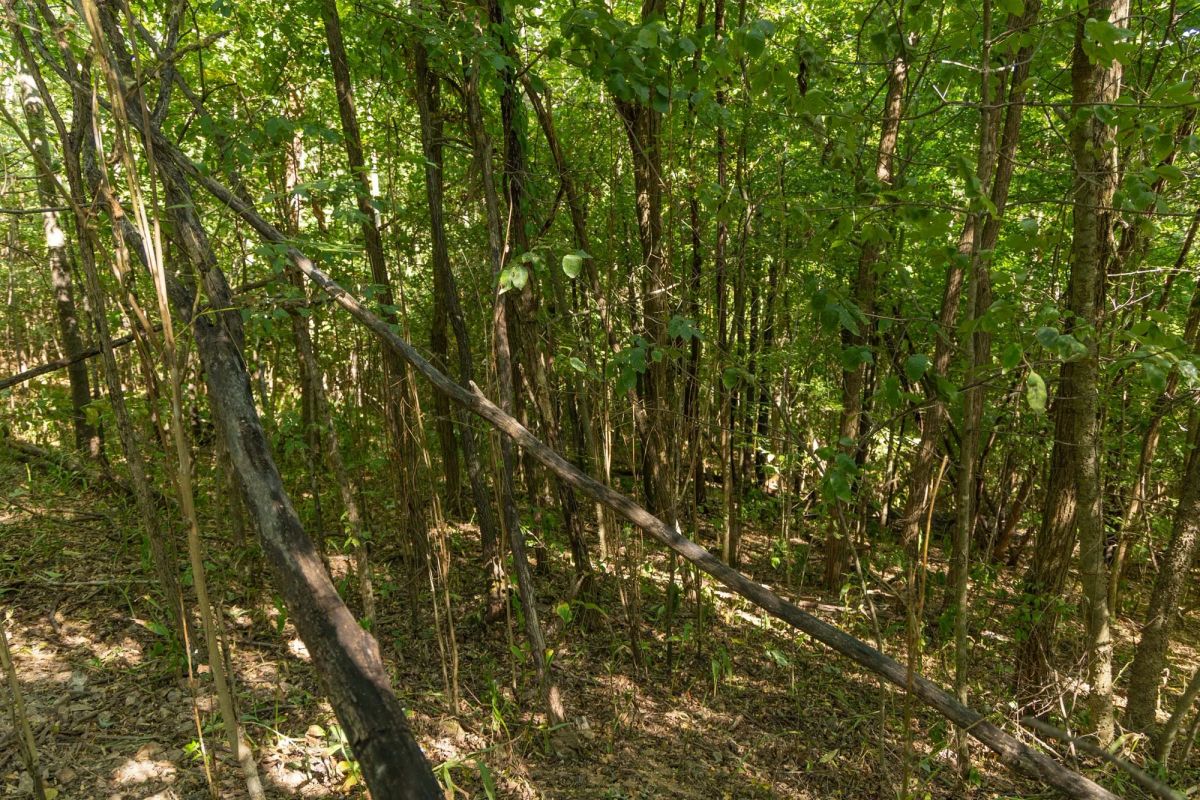 Decorative background for Big White Oak Tract 112 image 9