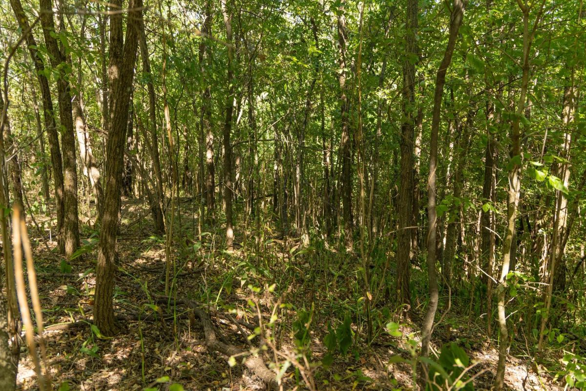 Decorative background for Big White Oak Tract 112 image 10