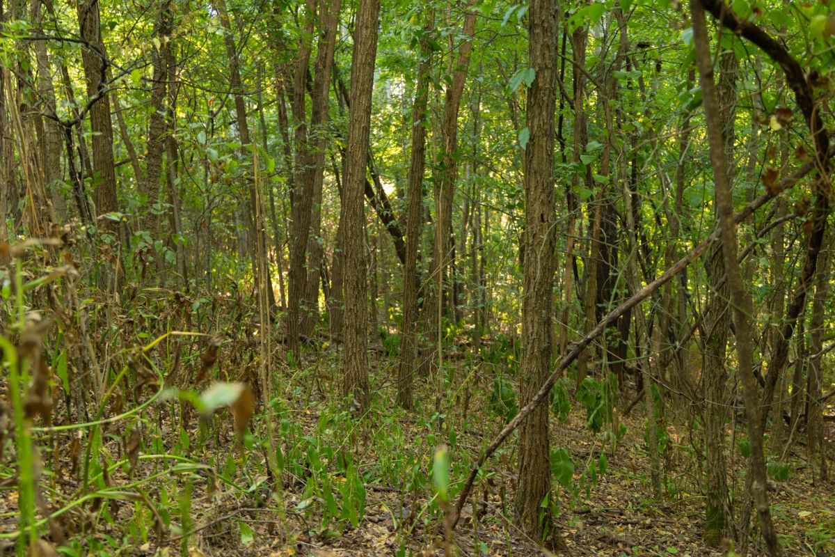 Decorative background for Big White Oak Tract 112 image 11