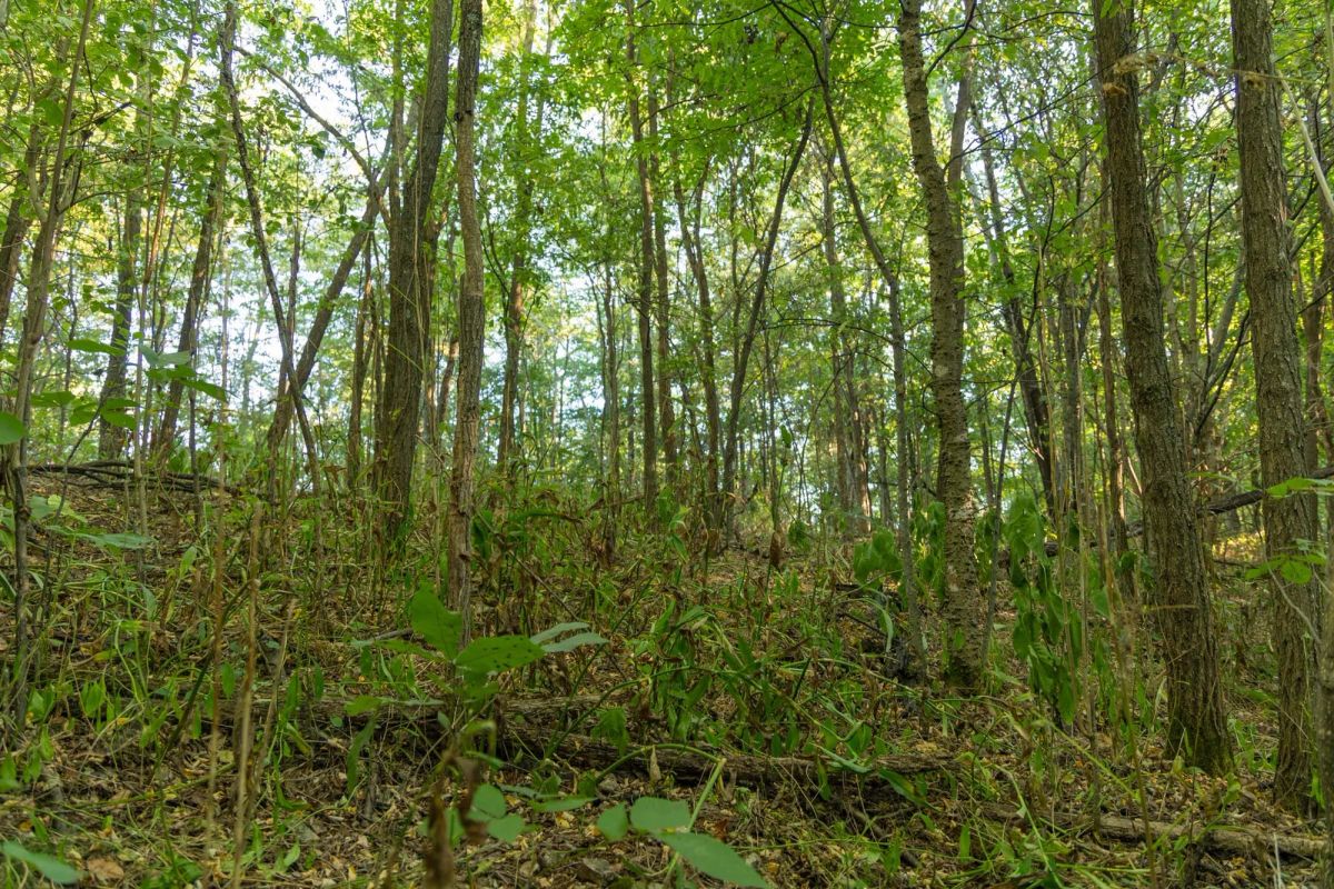 Decorative background for Big White Oak Tract 112 image 12