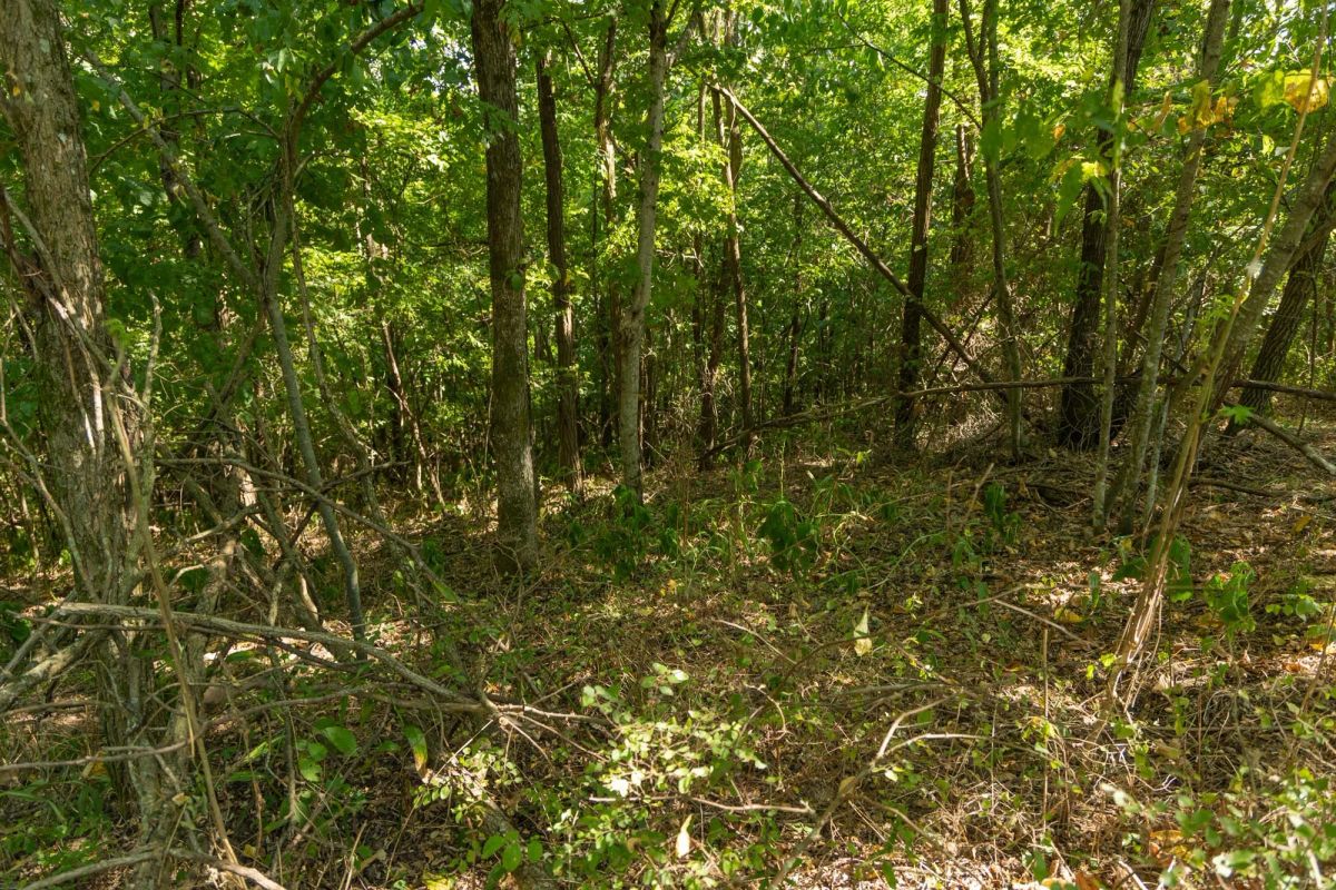 Decorative background for Big White Oak Tract 112 image 13
