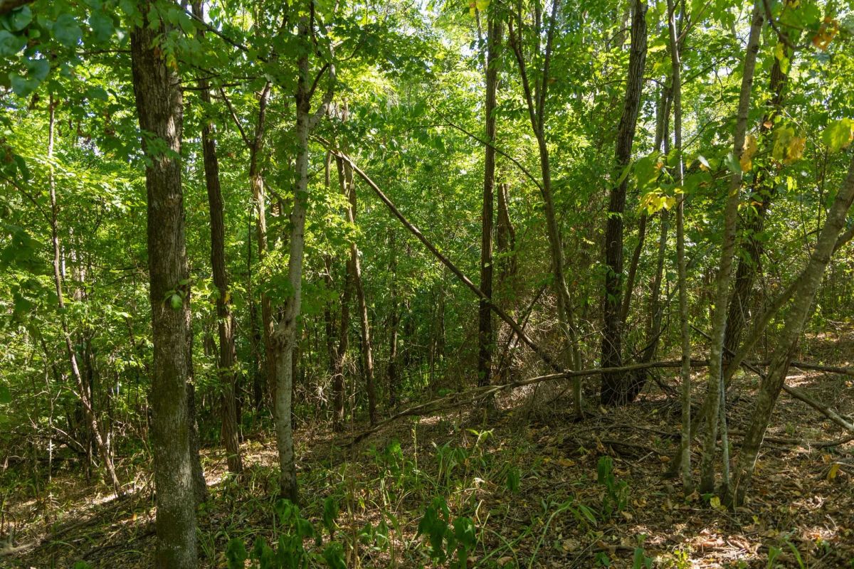 Decorative background for Big White Oak Tract 112 image 14