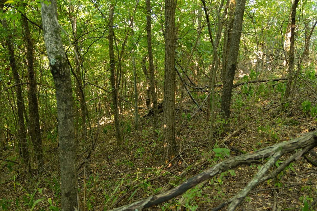 Decorative background for Big White Oak Tract 112 image 15
