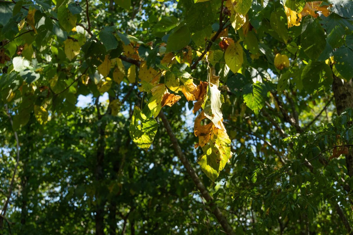 Decorative background for Big White Oak Tract 112 image 16