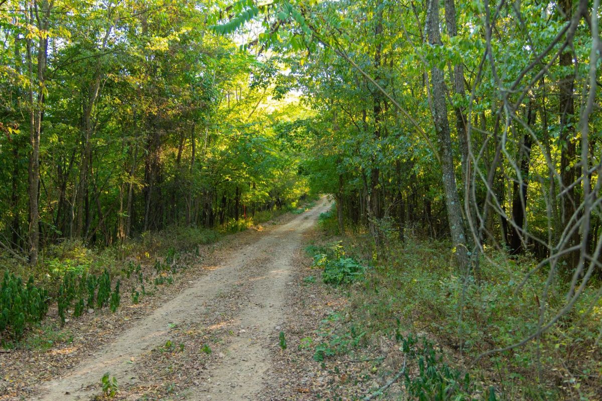 Decorative background for Big White Oak Tract 112 image 17