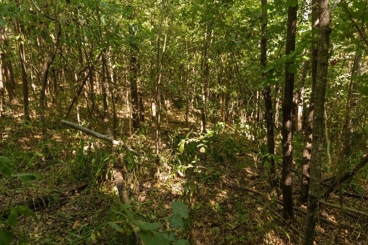 Decorative background for Big White Oak Tract 112 image 18