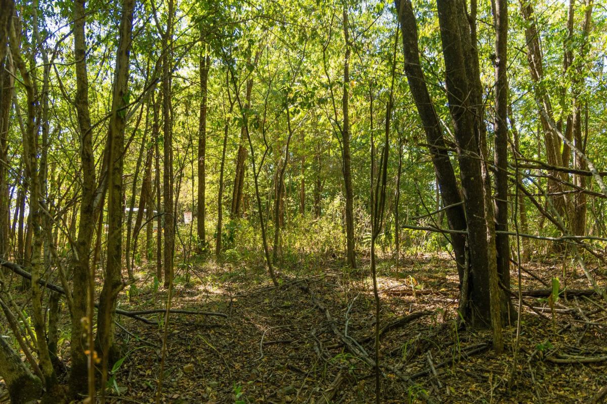 Decorative background for Big White Oak Tract 112 image 19