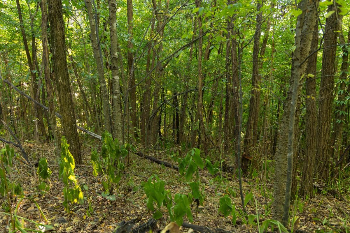 Decorative background for Big White Oak Tract 112 image 20