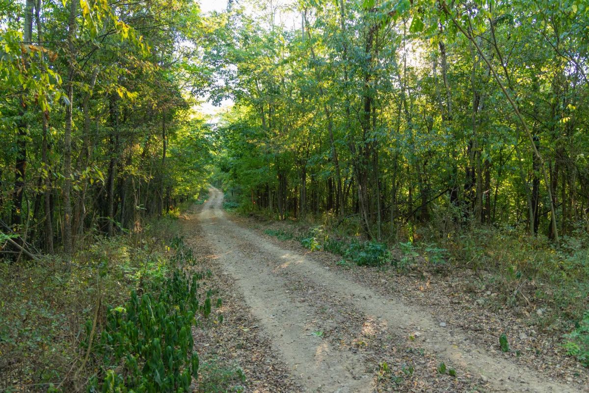 Decorative background for Big White Oak Tract 112 image 21