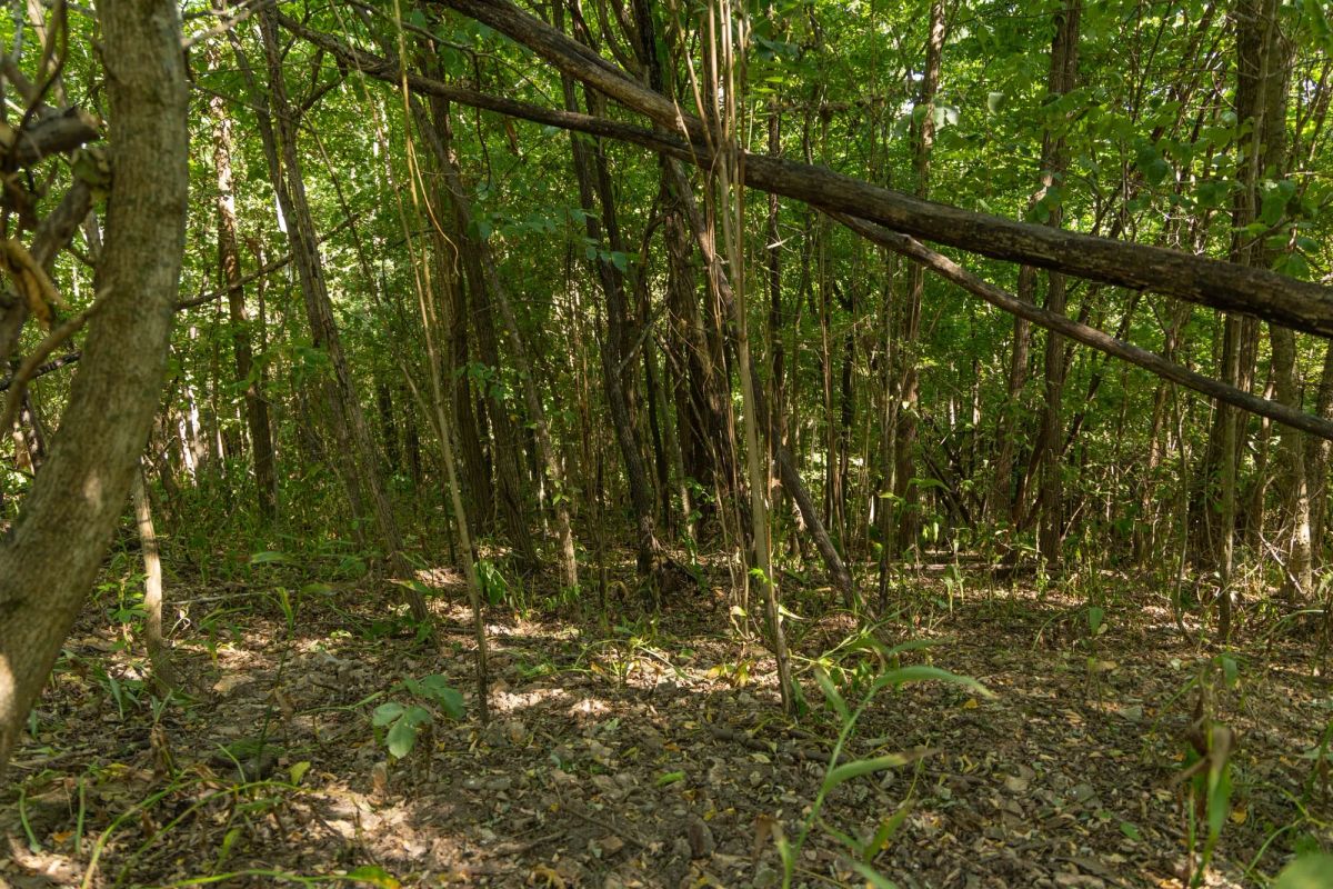 Decorative background for Big White Oak Tract 112 image 22