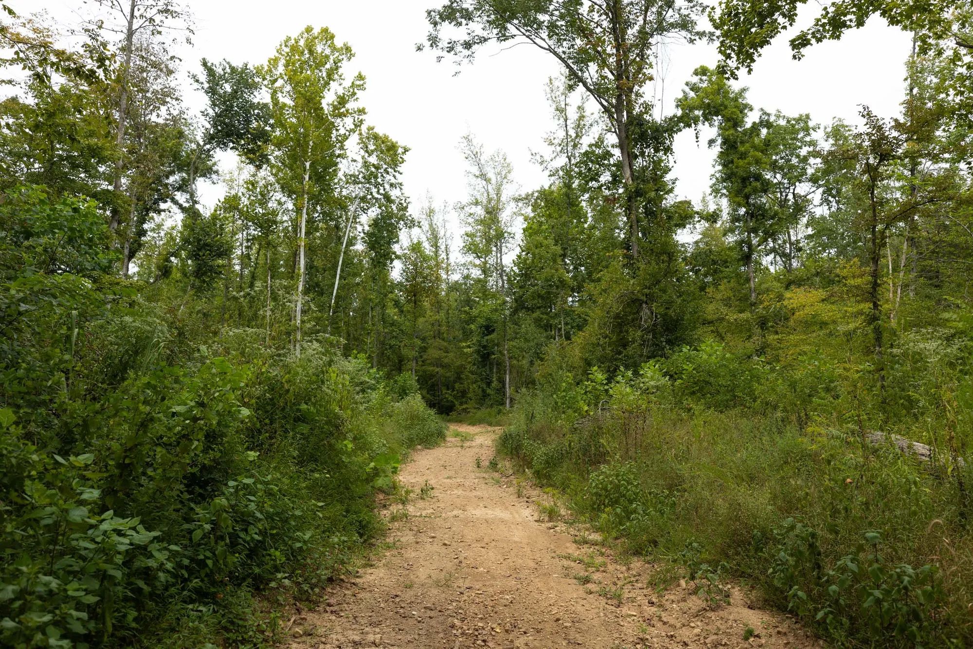 Big White Oak Tract 131 in Perry County, TN