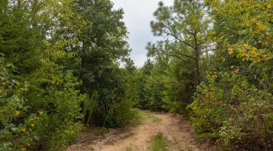 Big White Oak Tract 131 in Perry County, TN