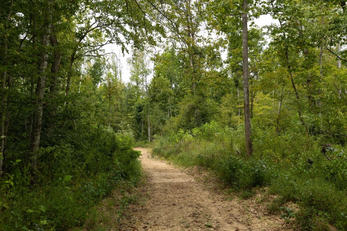 Big White Oak Tract 131 - Image 3