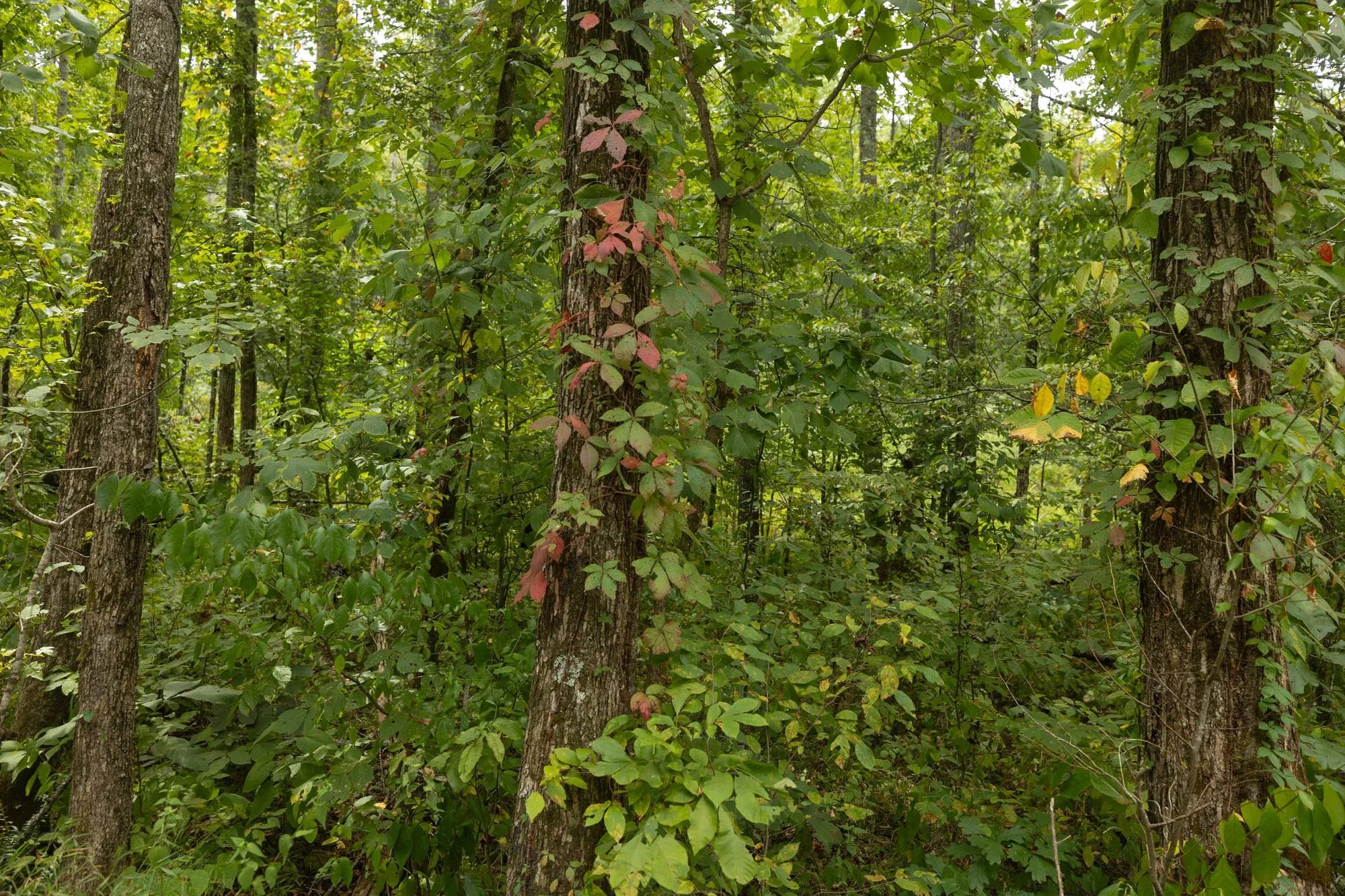 Big White Oak Tract 131 in Perry County, TN