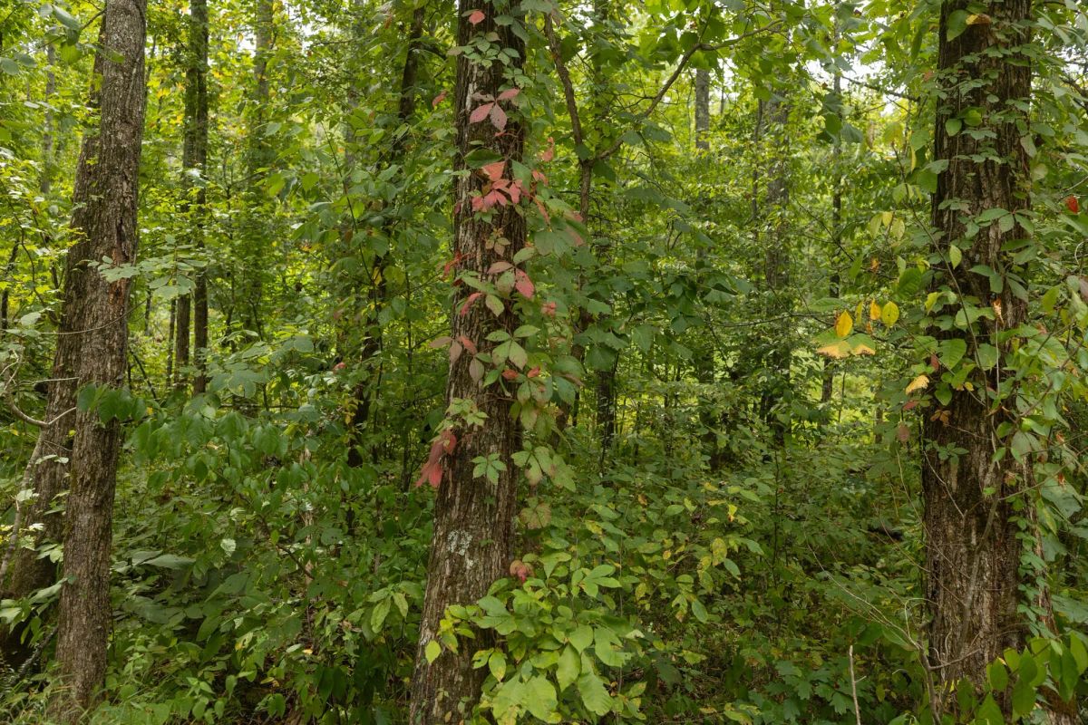 Big White Oak Tract 131 - Image 4